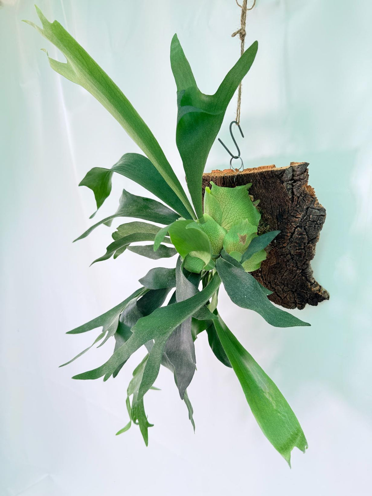 Platycerium Ginka + mounted on the board 02
