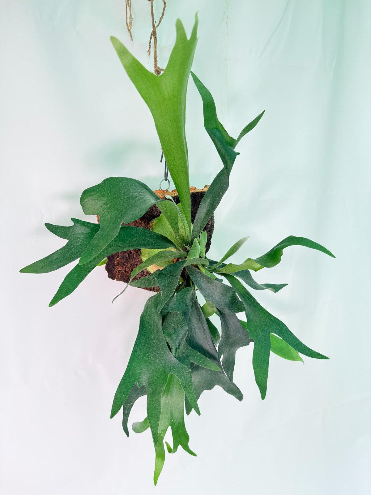 Platycerium Ginka + mounted on the board 03