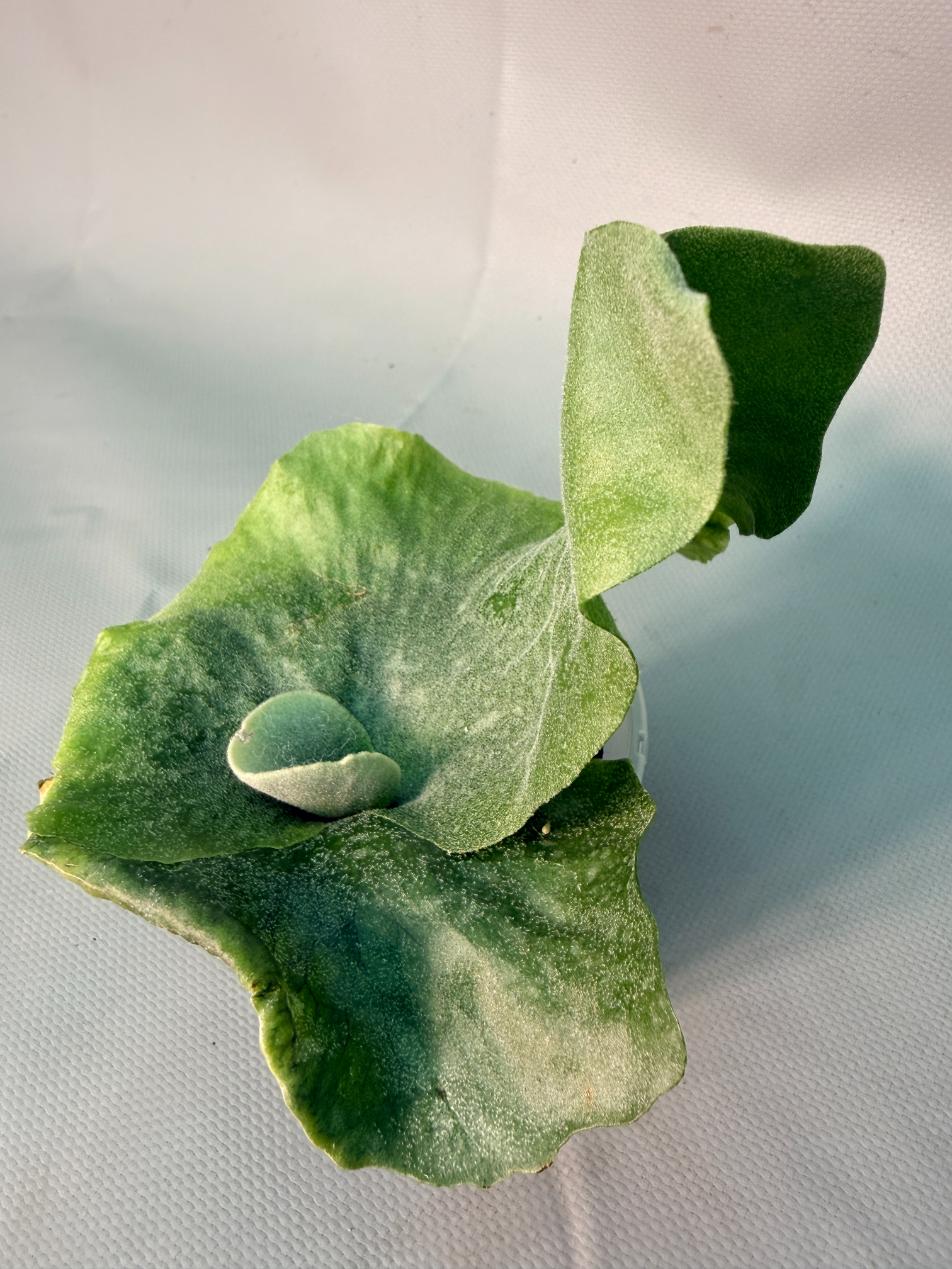 Platycerium  Grande 10