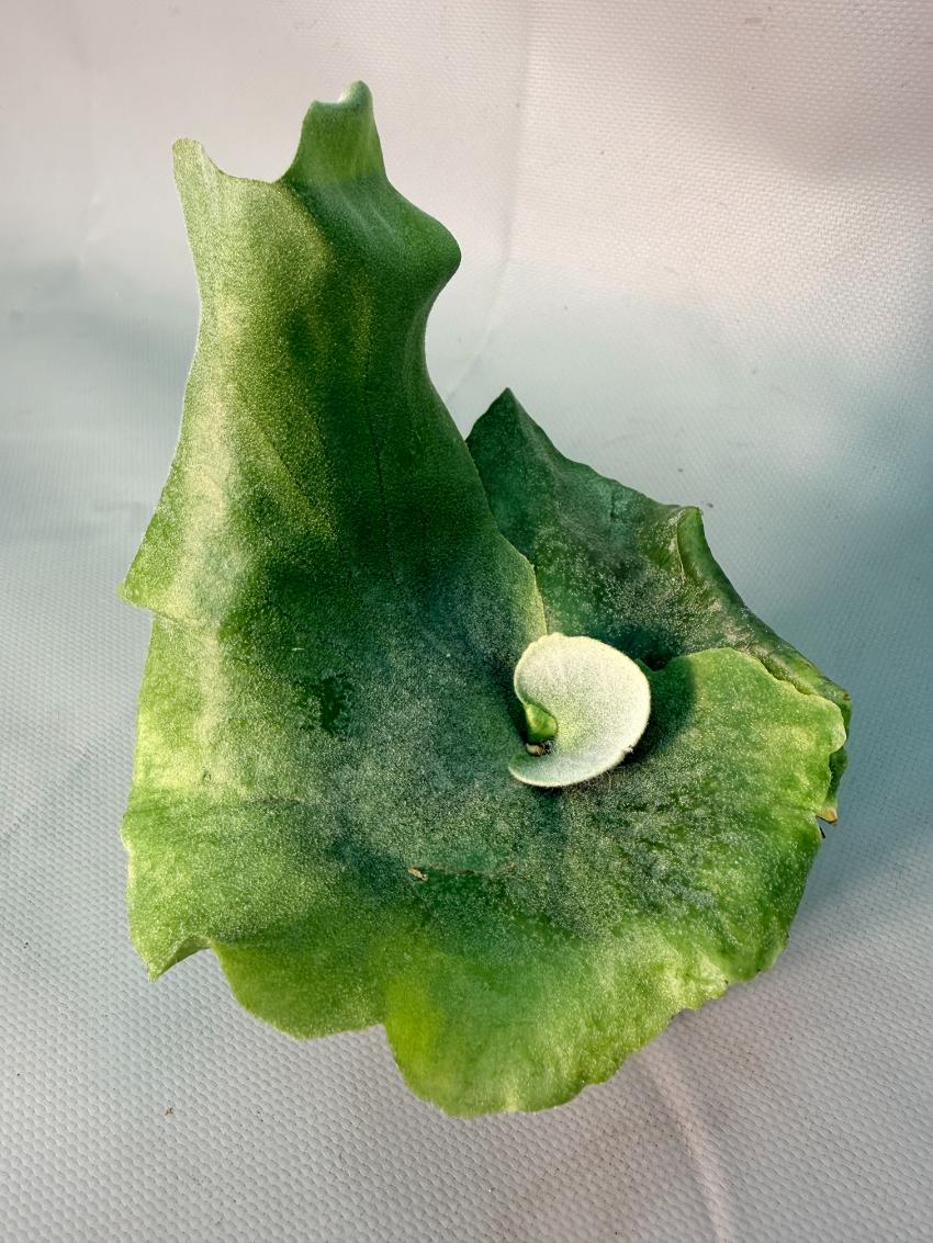 Platycerium  Grande 11