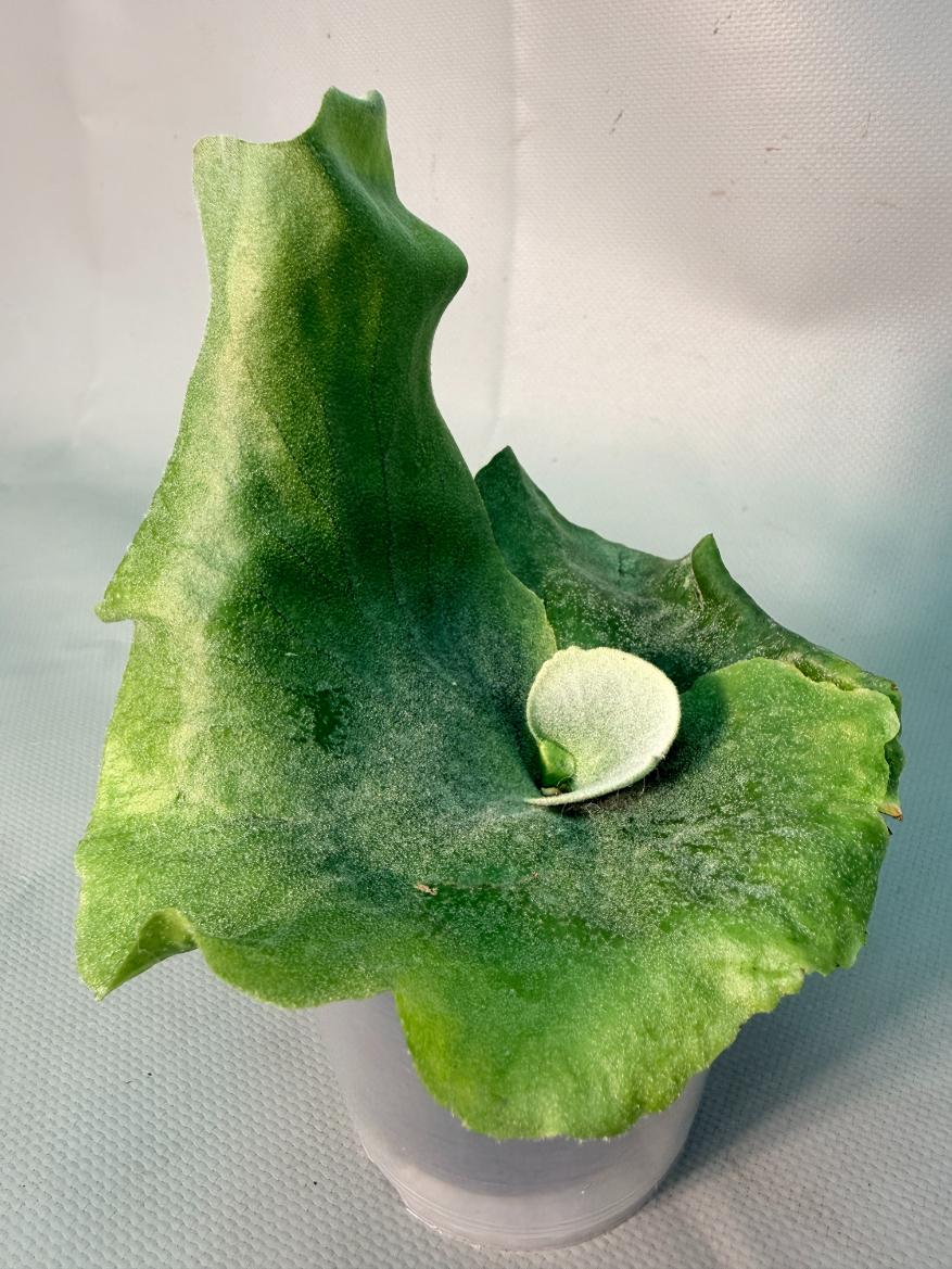 Platycerium  Grande 12