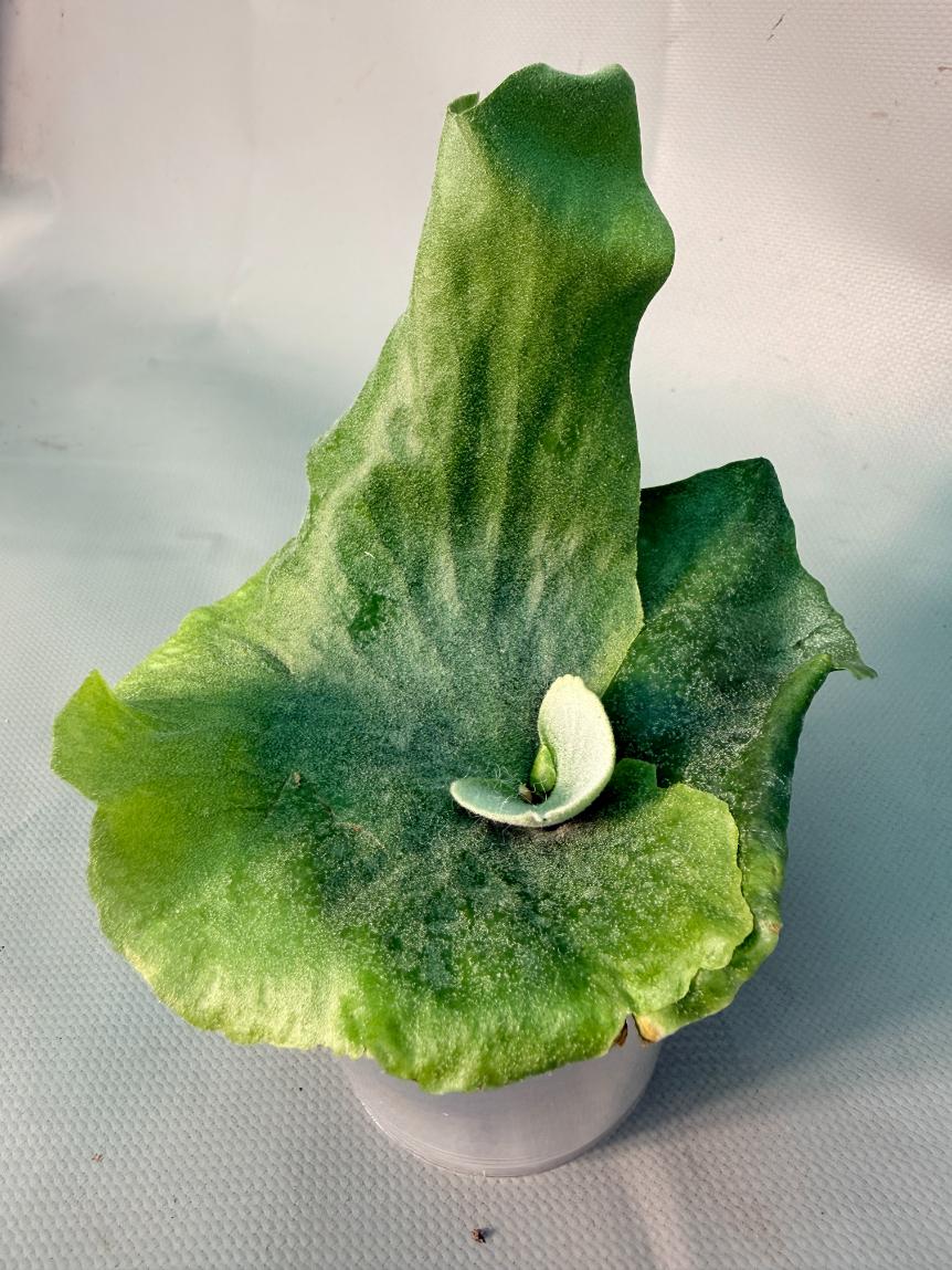 Platycerium  Grande 3