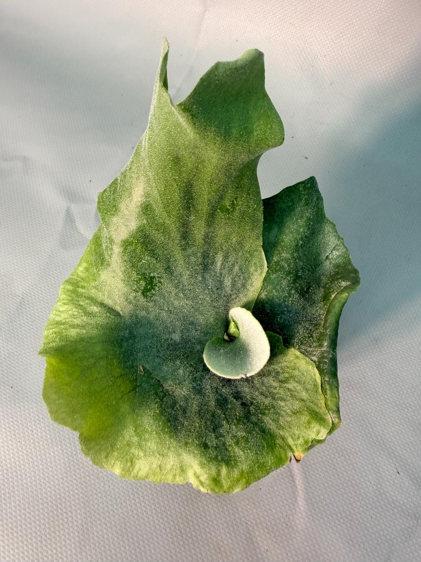 Platycerium  Grande 4