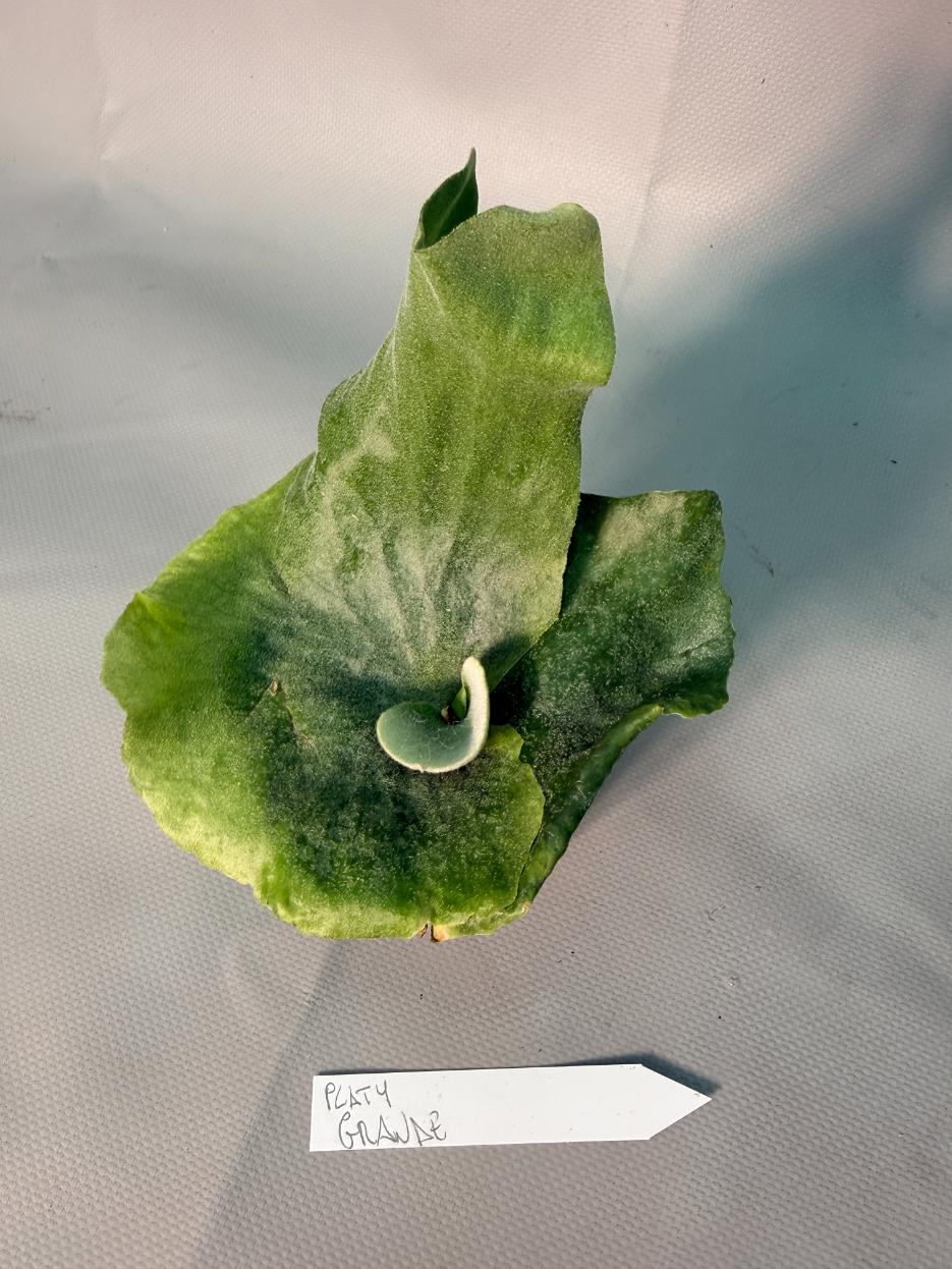 Platycerium  Grande 5