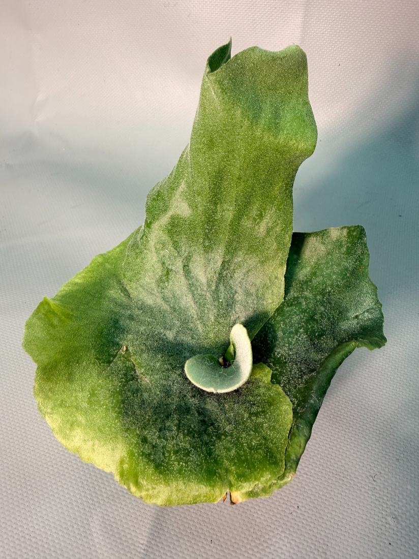 Platycerium  Grande 6