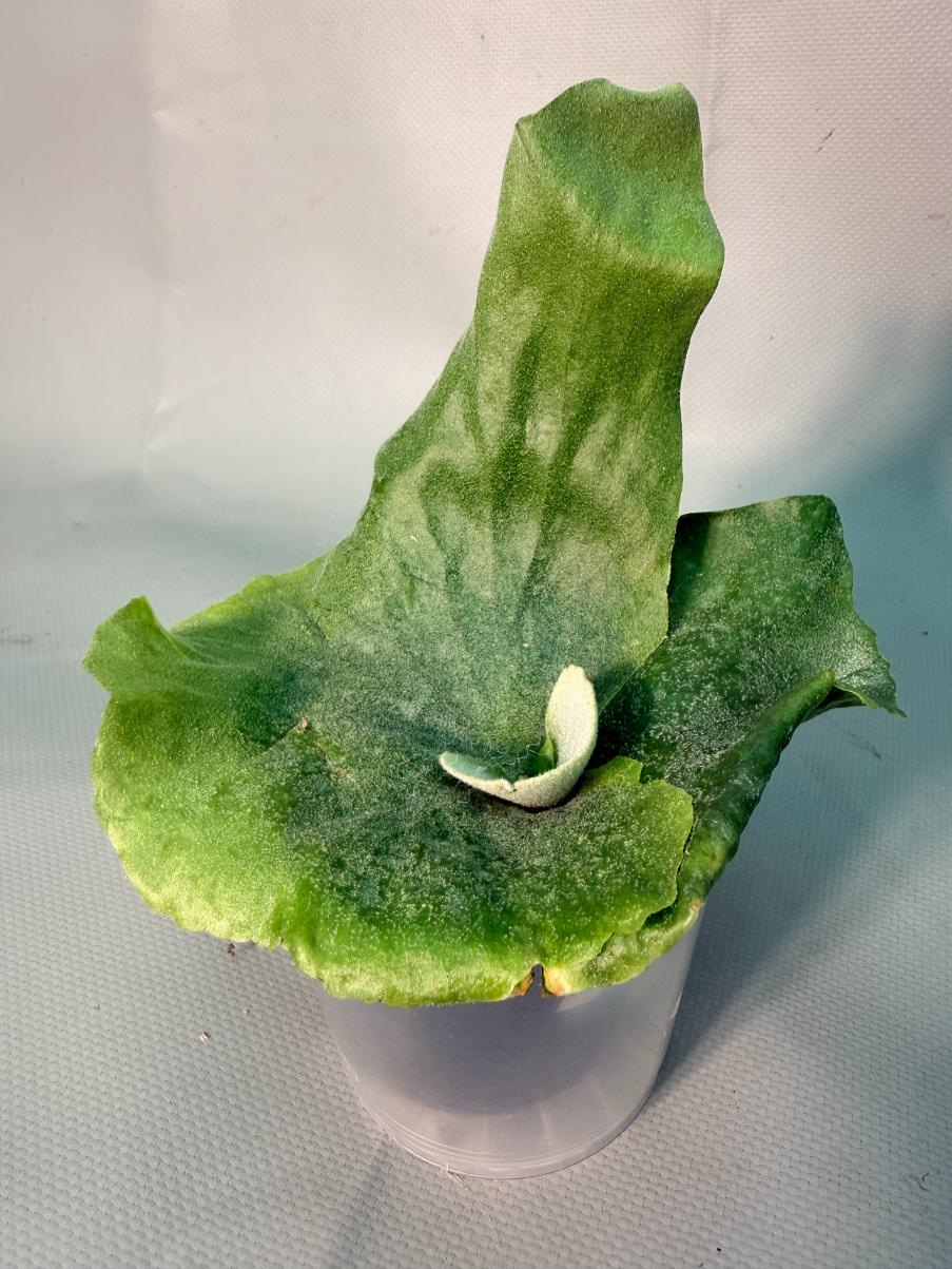 Platycerium  Grande 7