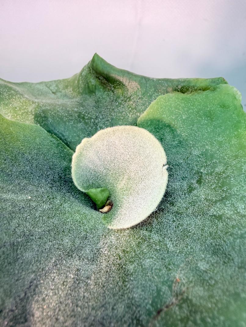 Platycerium  Grande 8