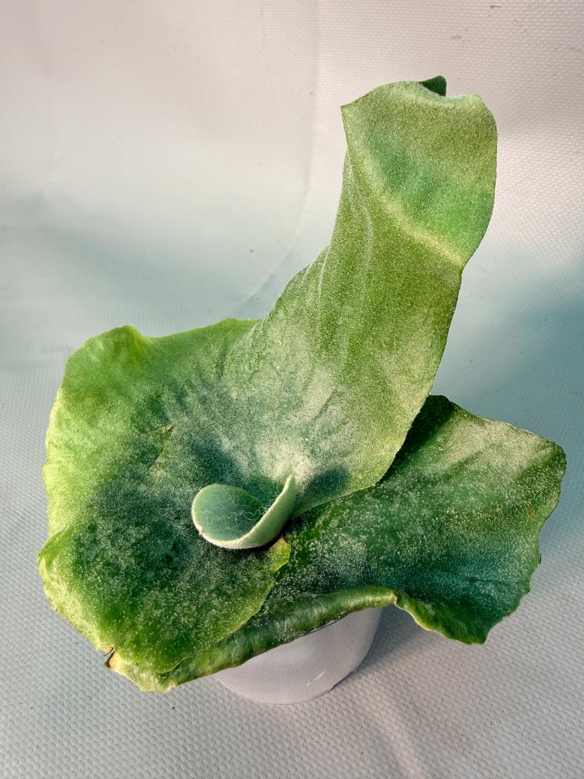 Platycerium  Grande 9