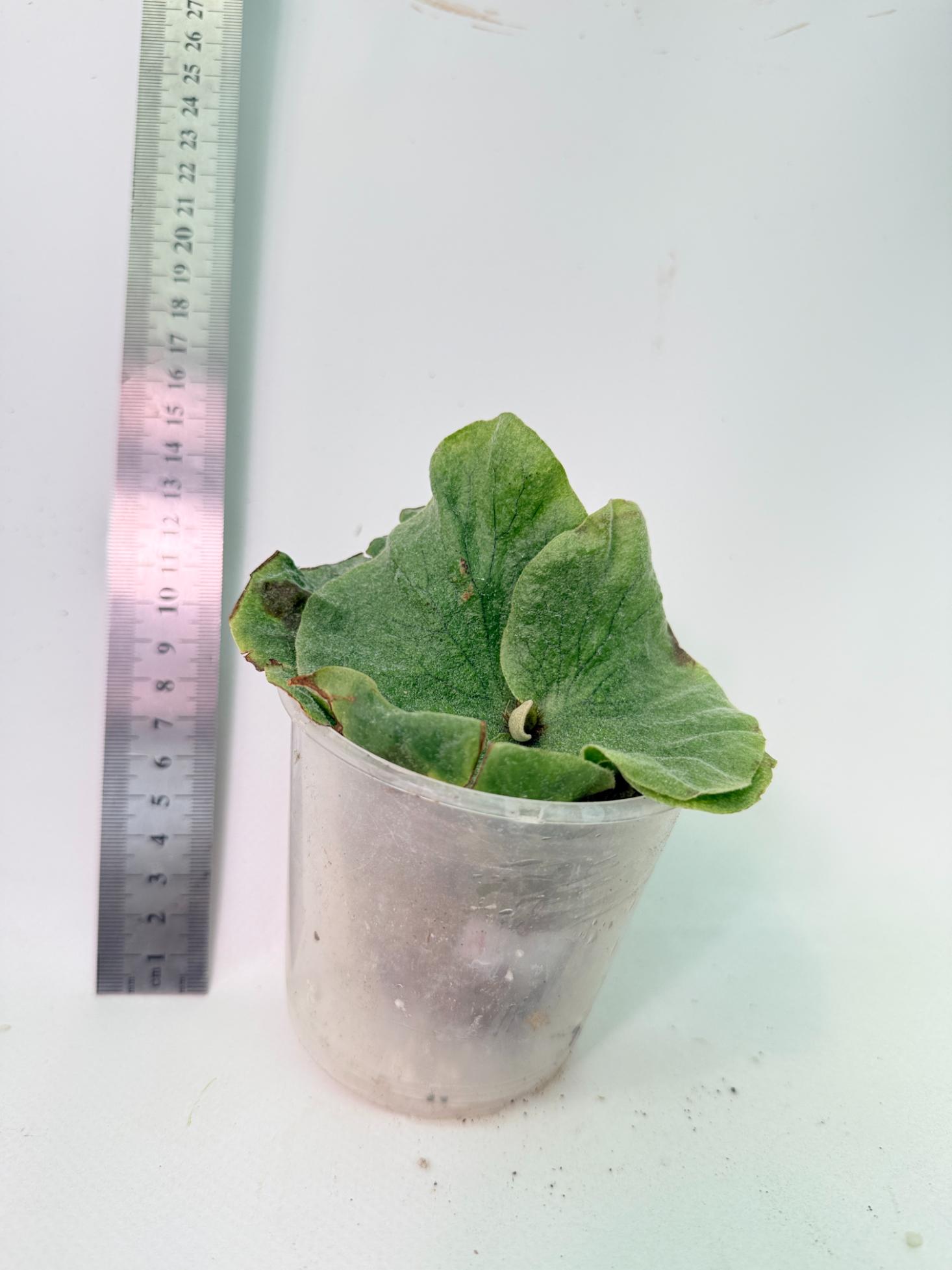 Platycerium Grande x Elephantotis 3