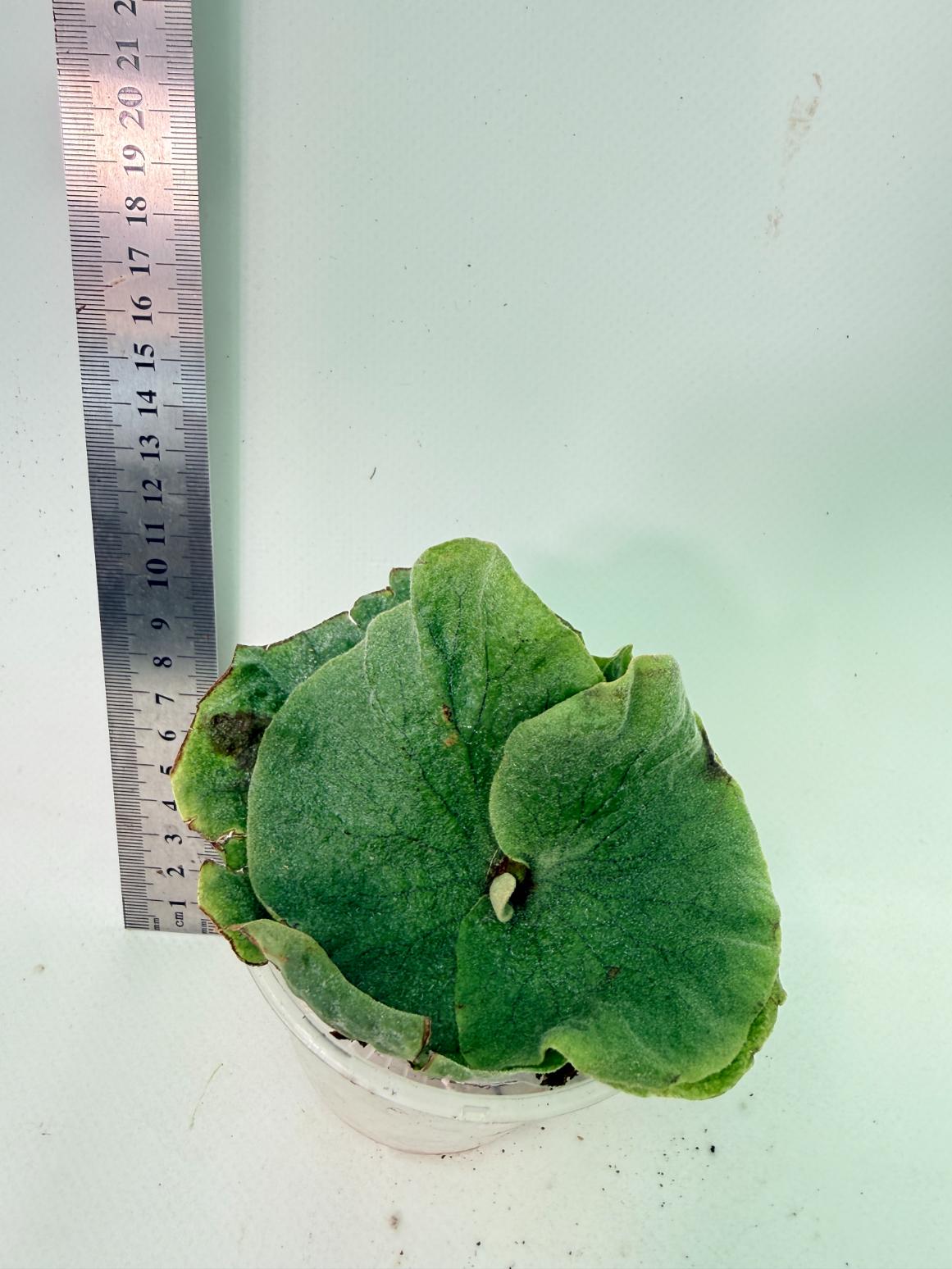 Platycerium Grande x Elephantotis 6