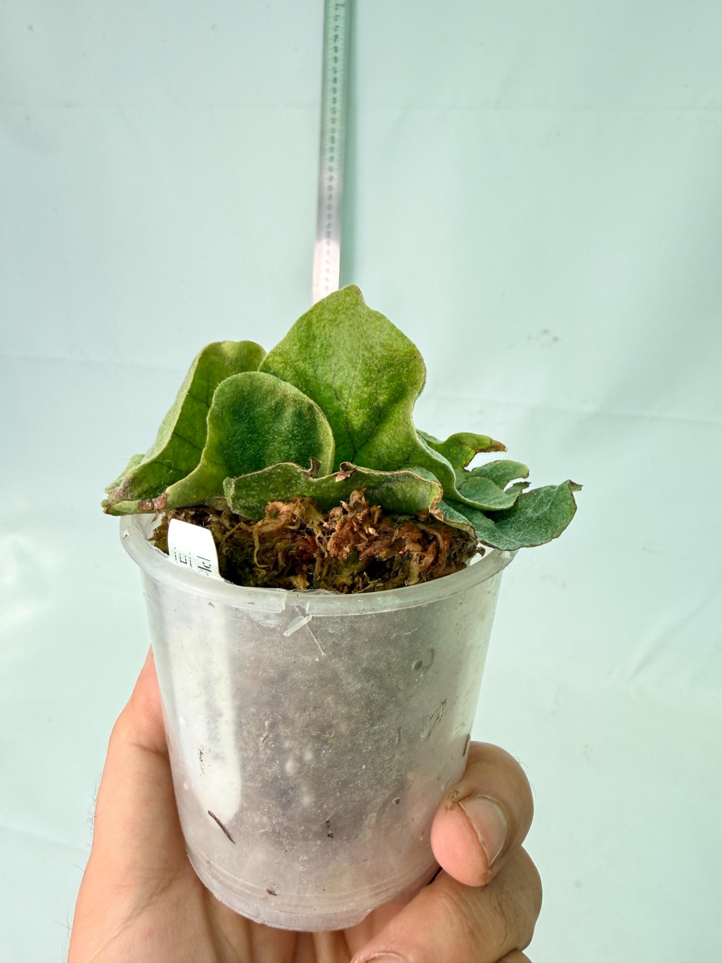 Platycerium Grande x Elephantotis 9