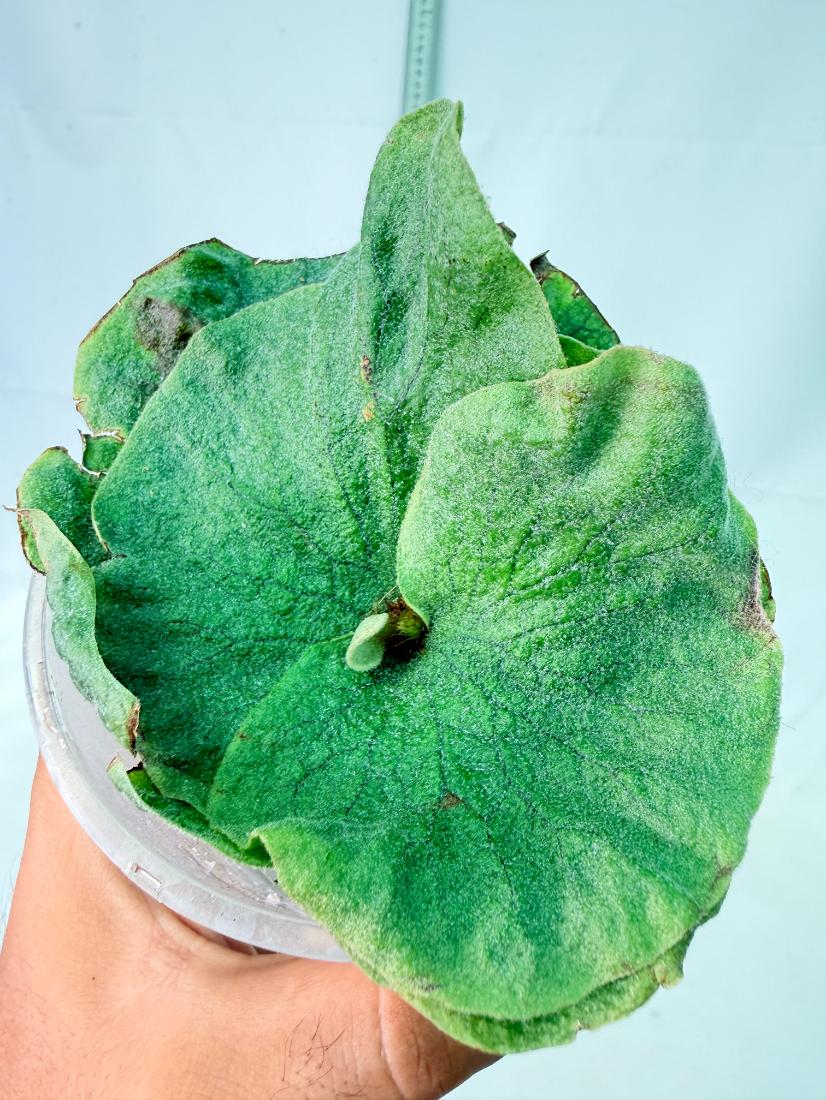 Platycerium Grande x Elephantotis 1
