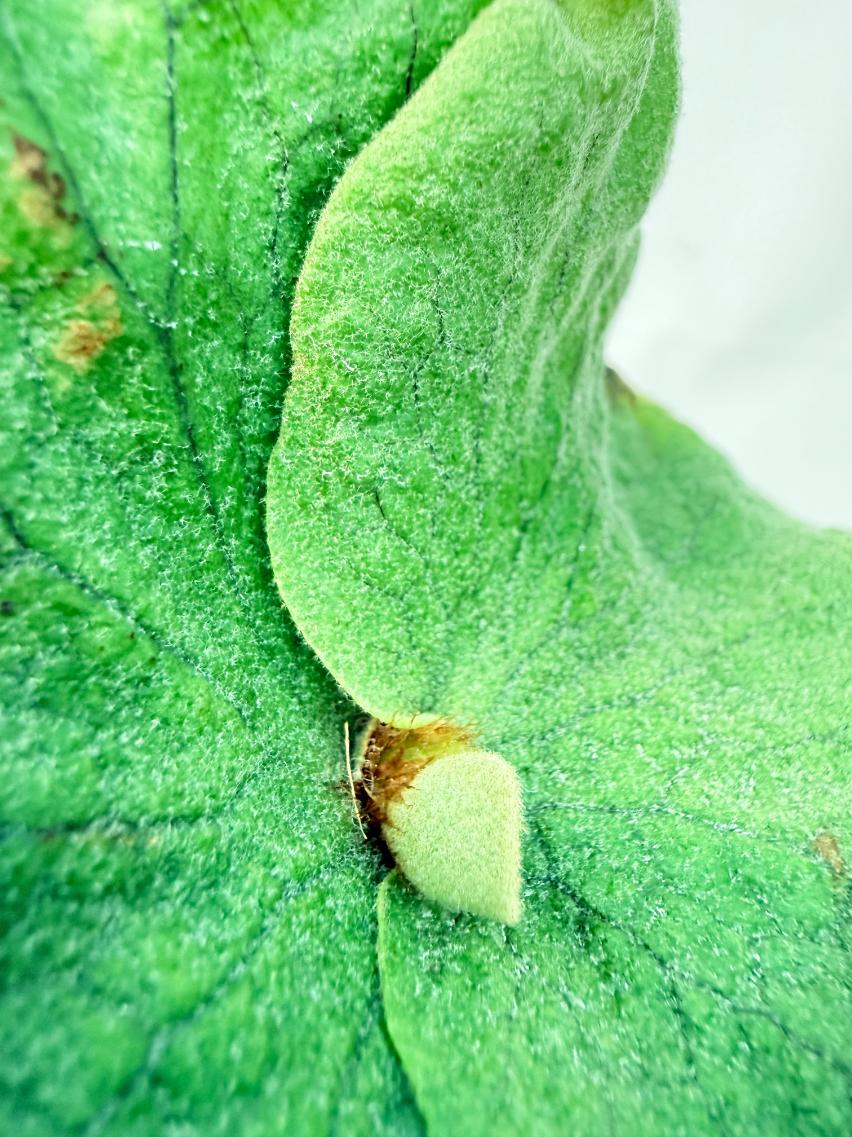 Platycerium Grande x Elephantotis 2