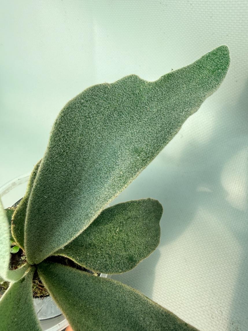 Platycerium Hakuna Matata 07