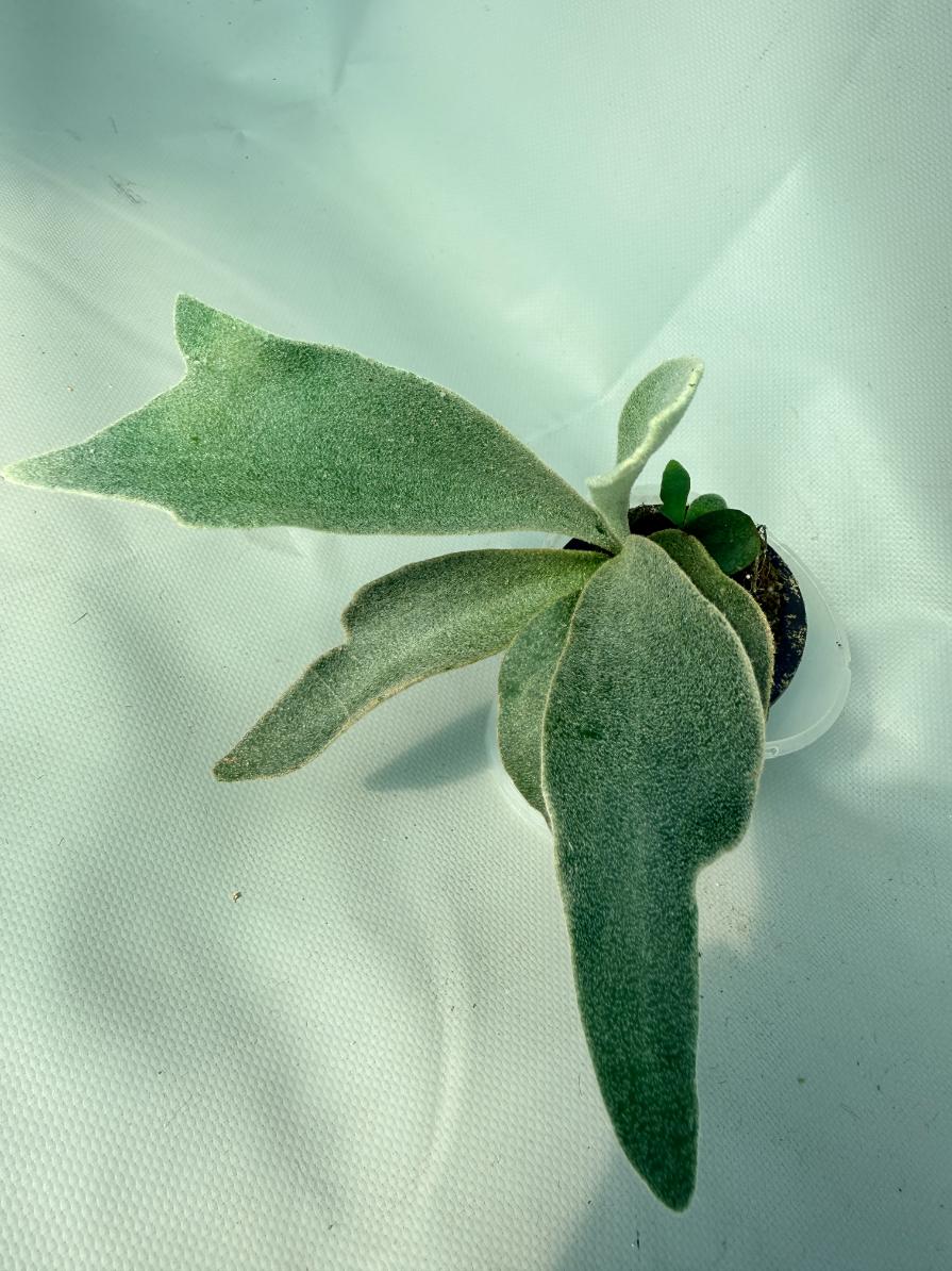 Platycerium Hakuna Matata 08