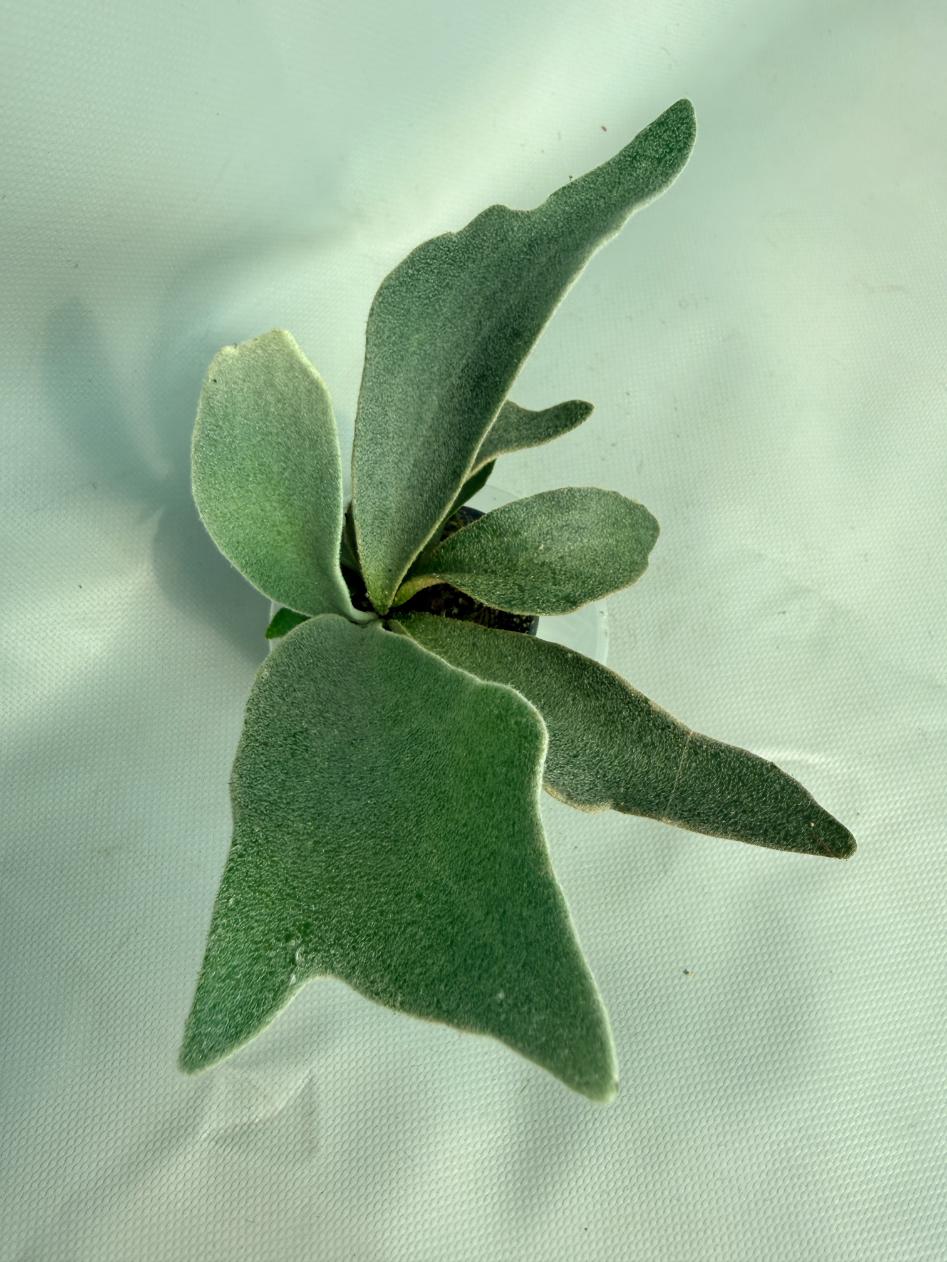 Platycerium Hakuna Matata 09