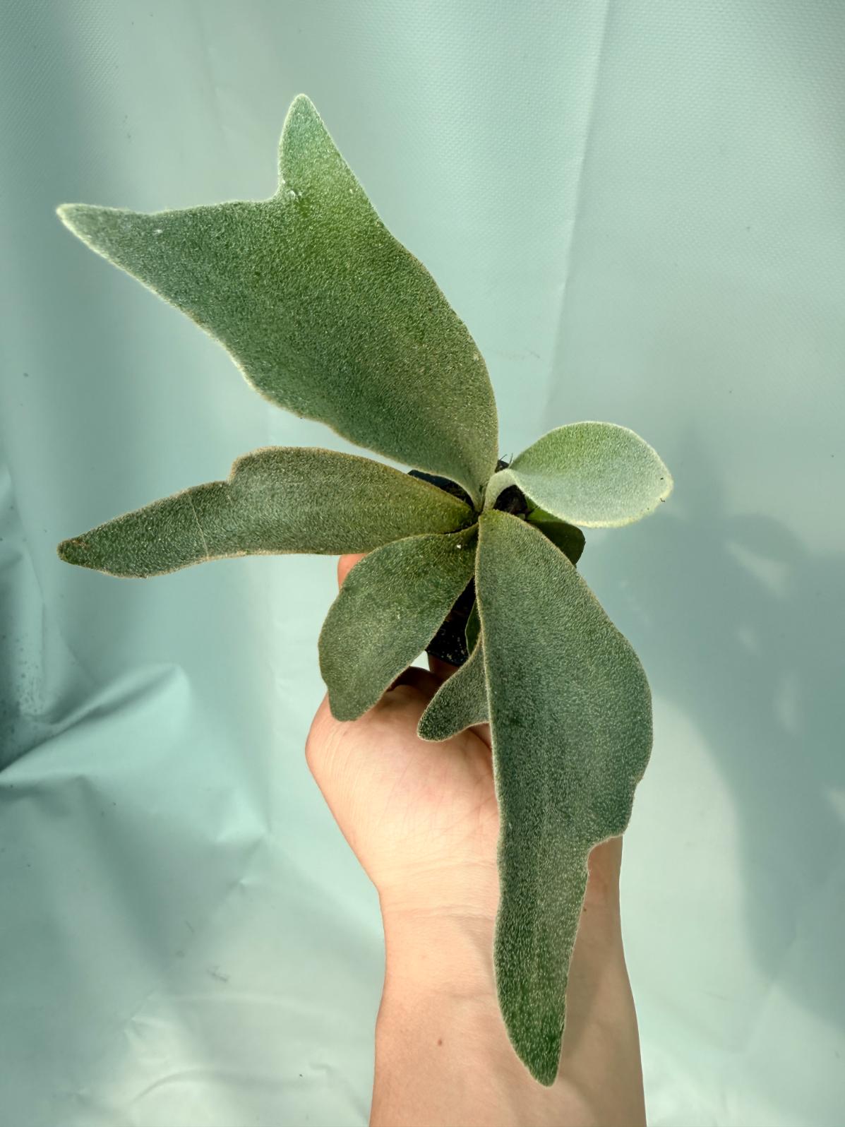 Platycerium Hakuna Matata 01