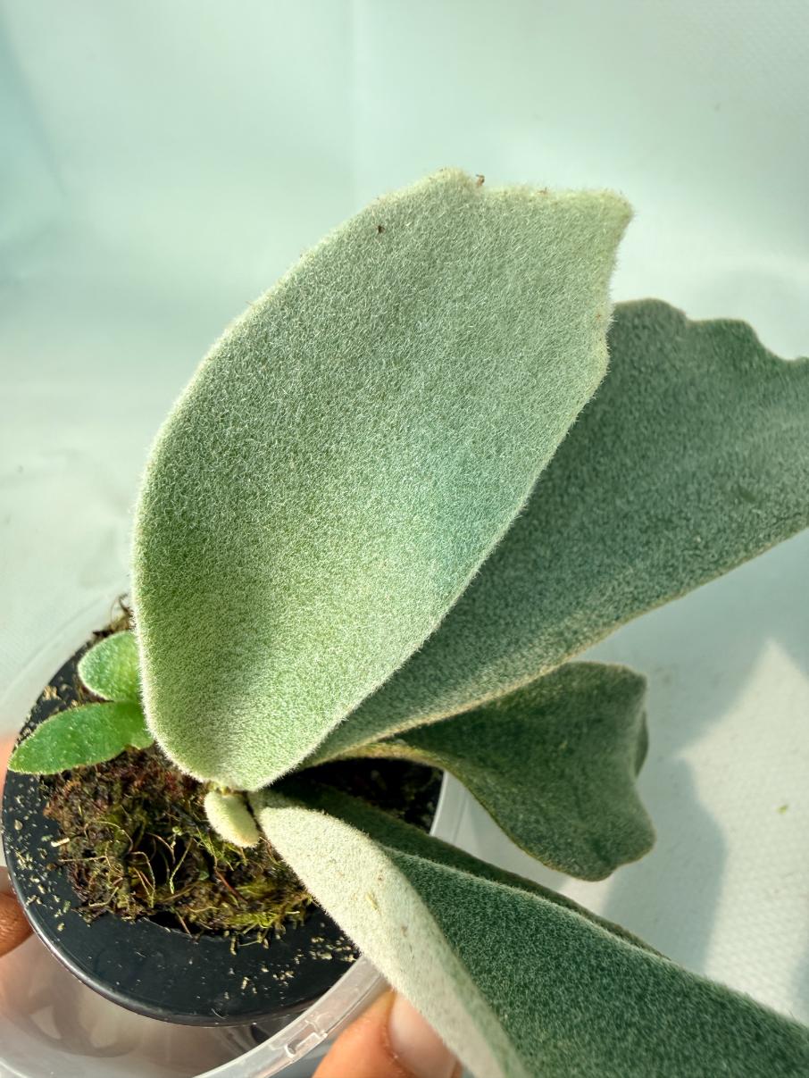 Platycerium Hakuna Matata 03