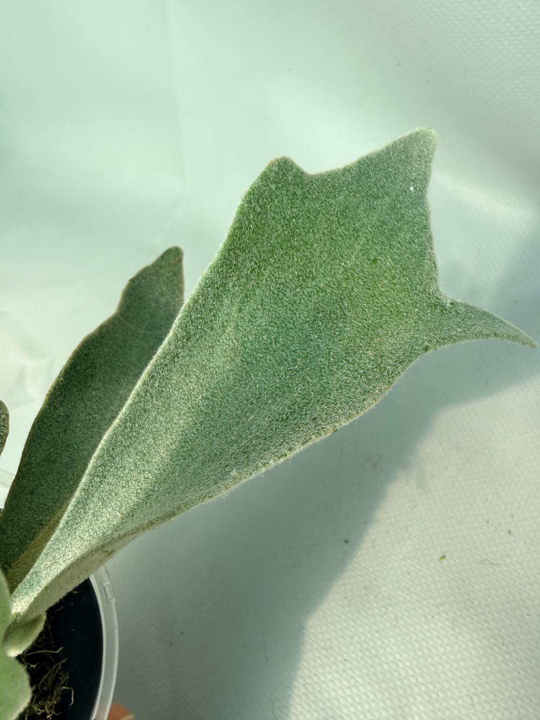 Platycerium Hakuna Matata 04