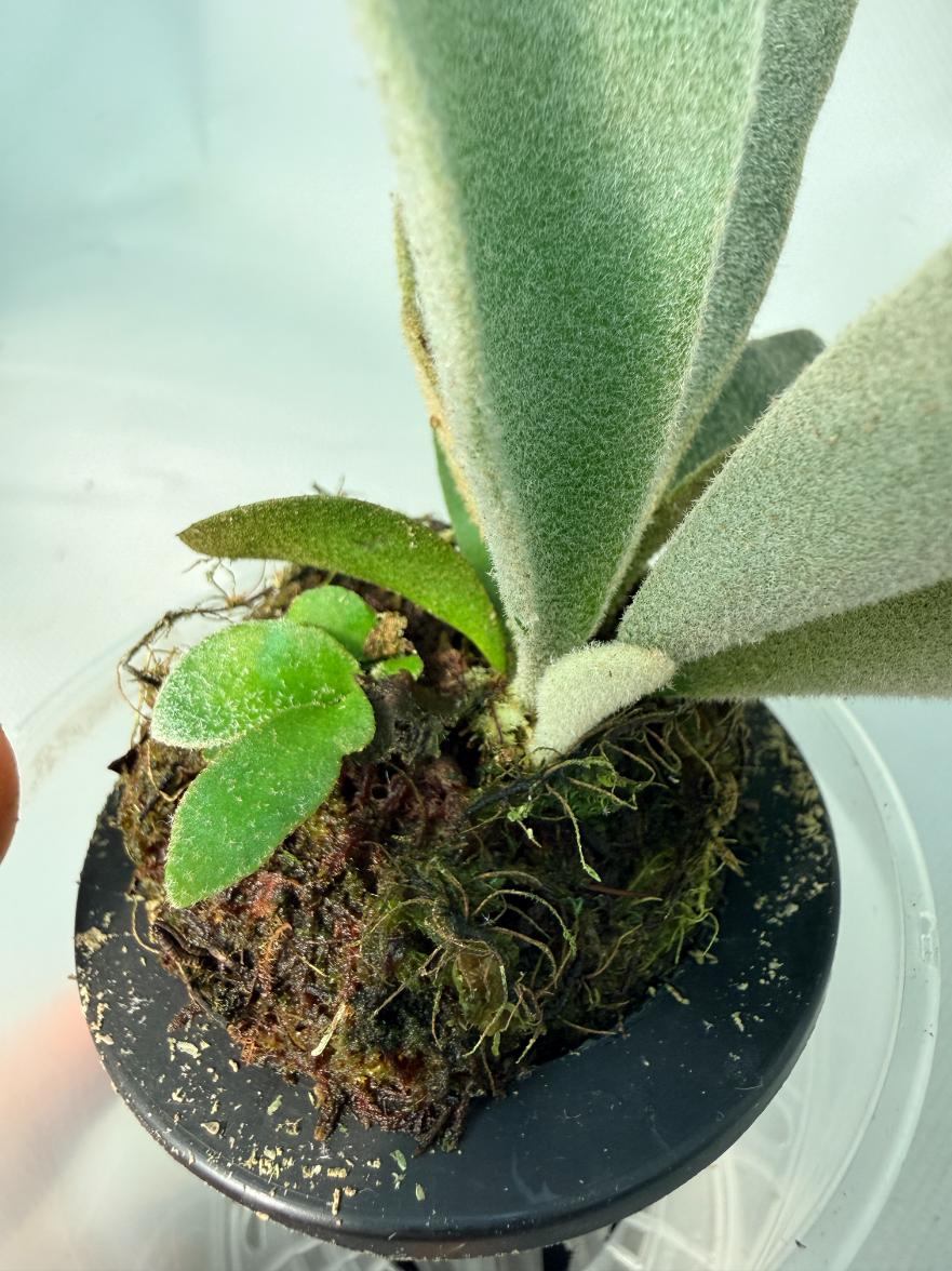 Platycerium Hakuna Matata 05