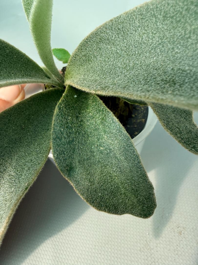 Platycerium Hakuna Matata 06