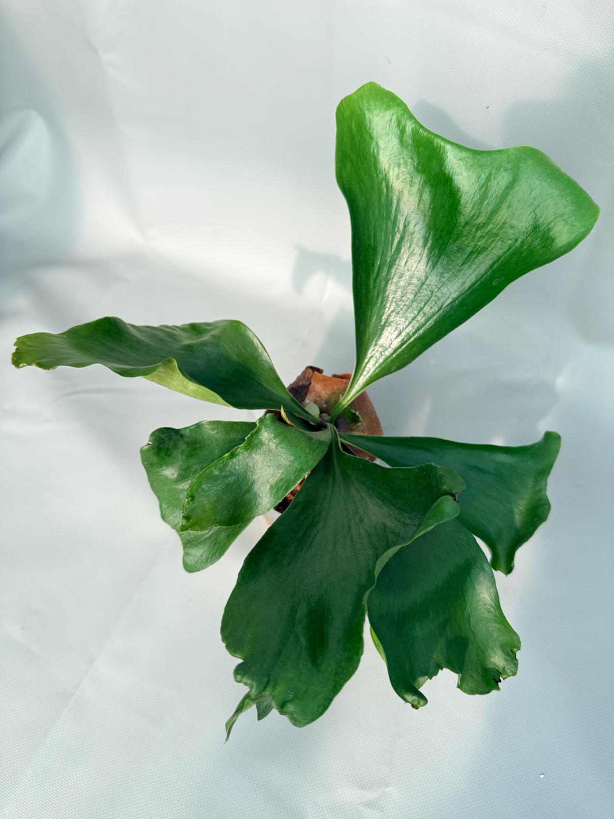 Platycerium Hillii 08