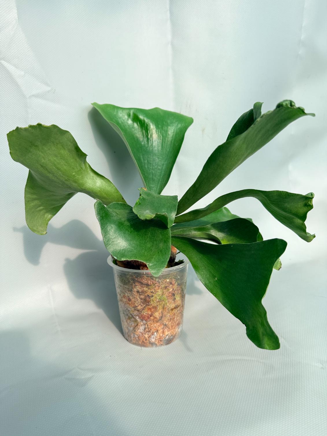 Platycerium Hillii | Welovetropicalplants