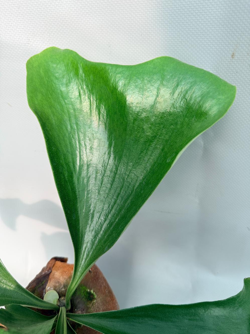 Platycerium Hillii | Welovetropicalplants