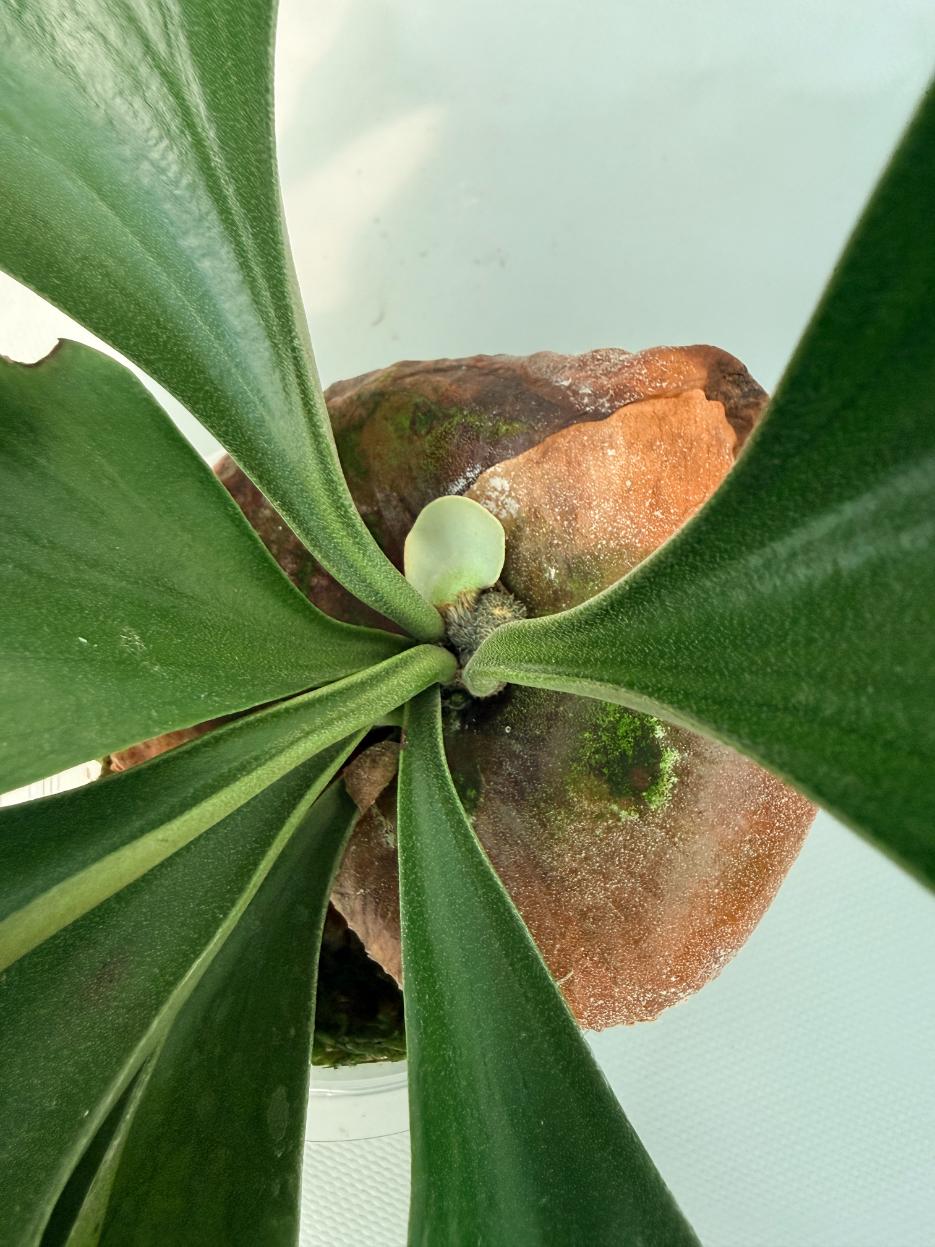 【Re】P.hillii RP spore Platycerium Hillii | Welovetropicalplants