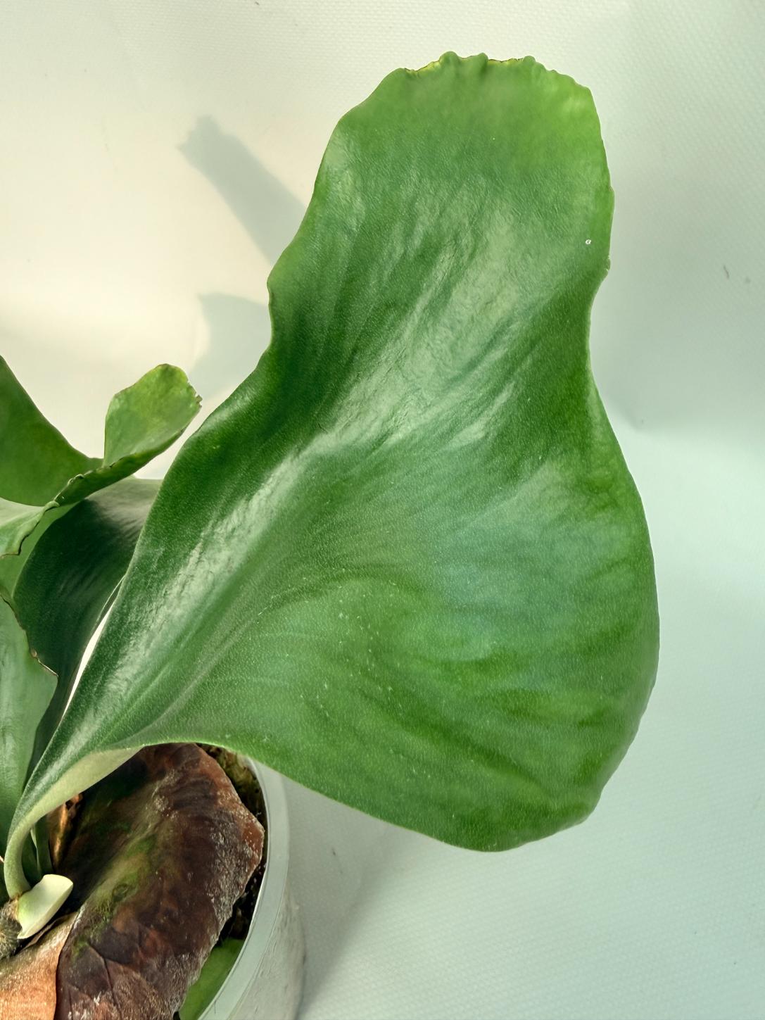 Platycerium Hillii | Welovetropicalplants