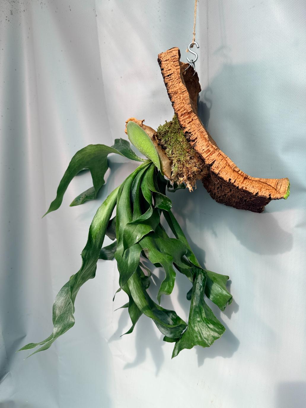 Platycerium Hillii + mounted on the board 08