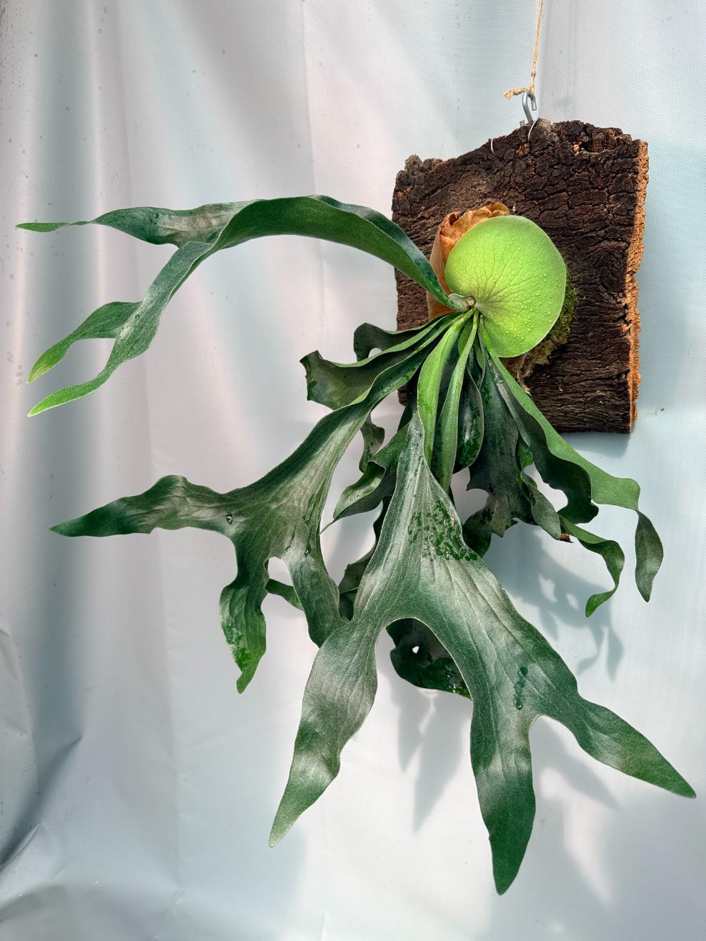 Platycerium Hillii + mounted on the board 01