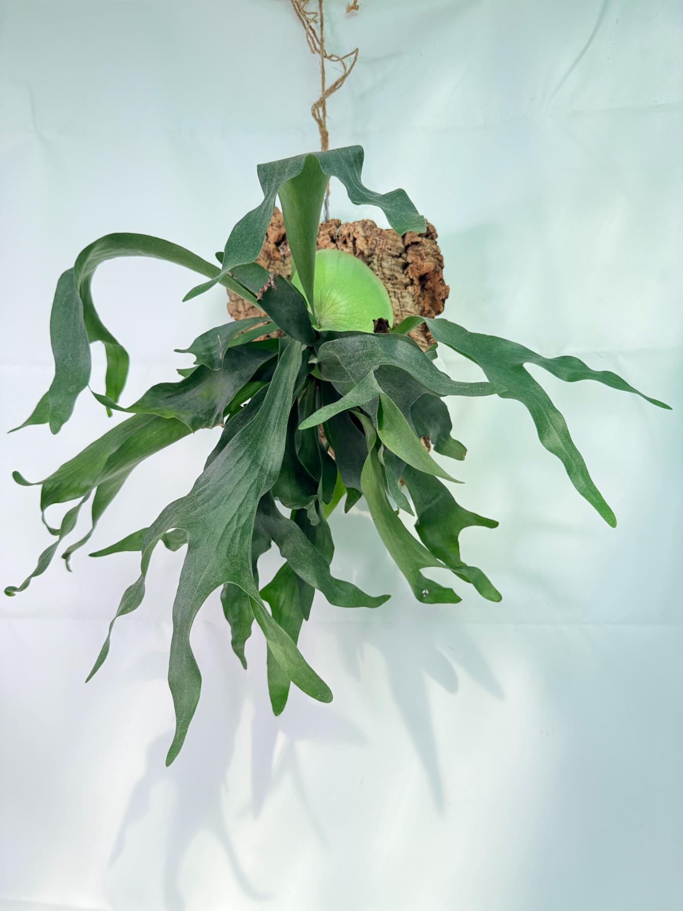 Platycerium Hillii + mounted on the board 08