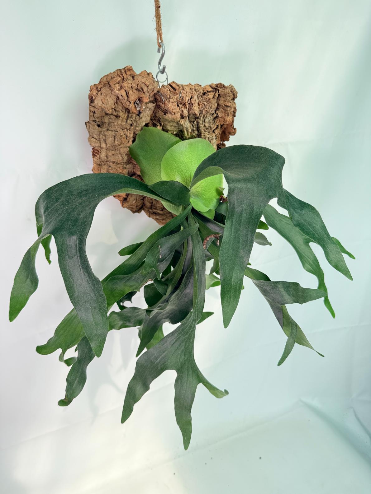 Platycerium Hillii + mounted on the board 02