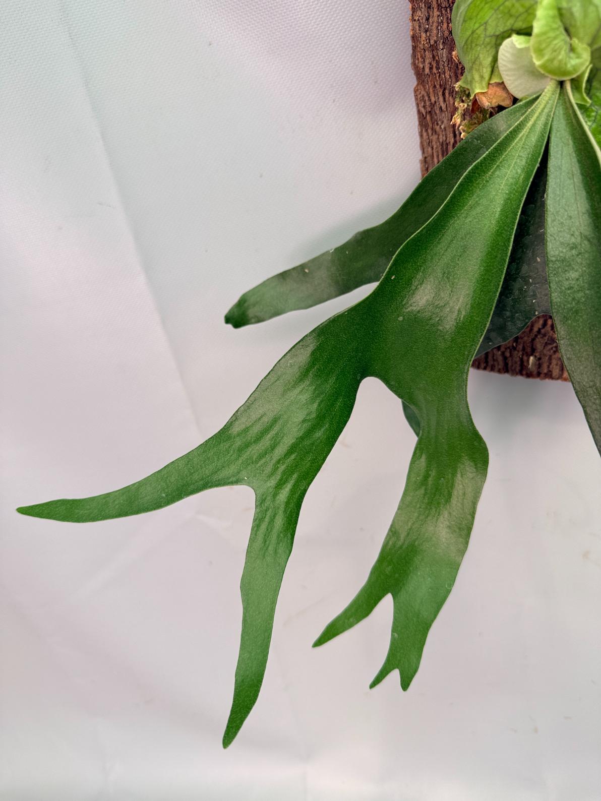 Platycerium 'Horn's Surprise'+ mounted on the board 06