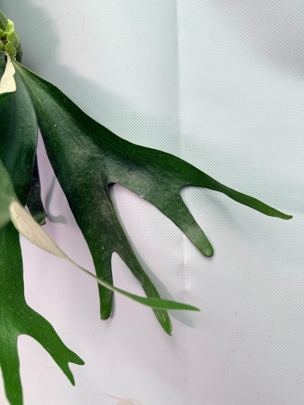 Platycerium 'Horn's Surprise'+ mounted on the board 07