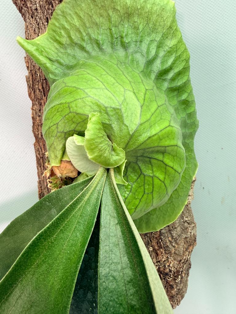 Platycerium 'Horn's Surprise'+ mounted on the board 08