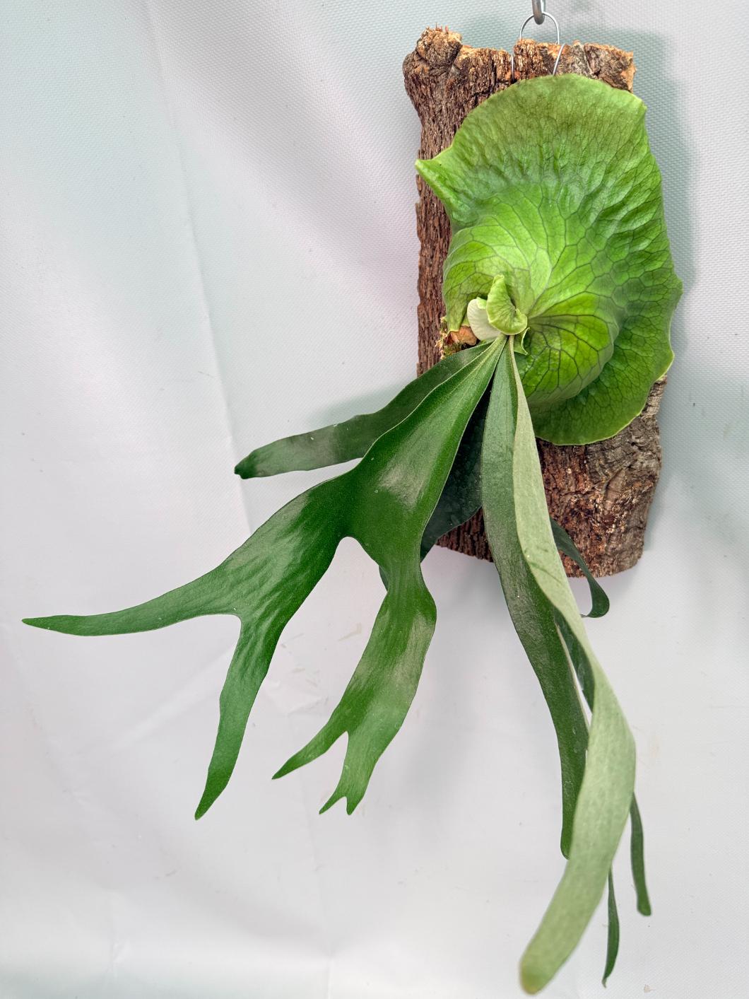 Platycerium 'Horn's Surprise'+ mounted on the board 09