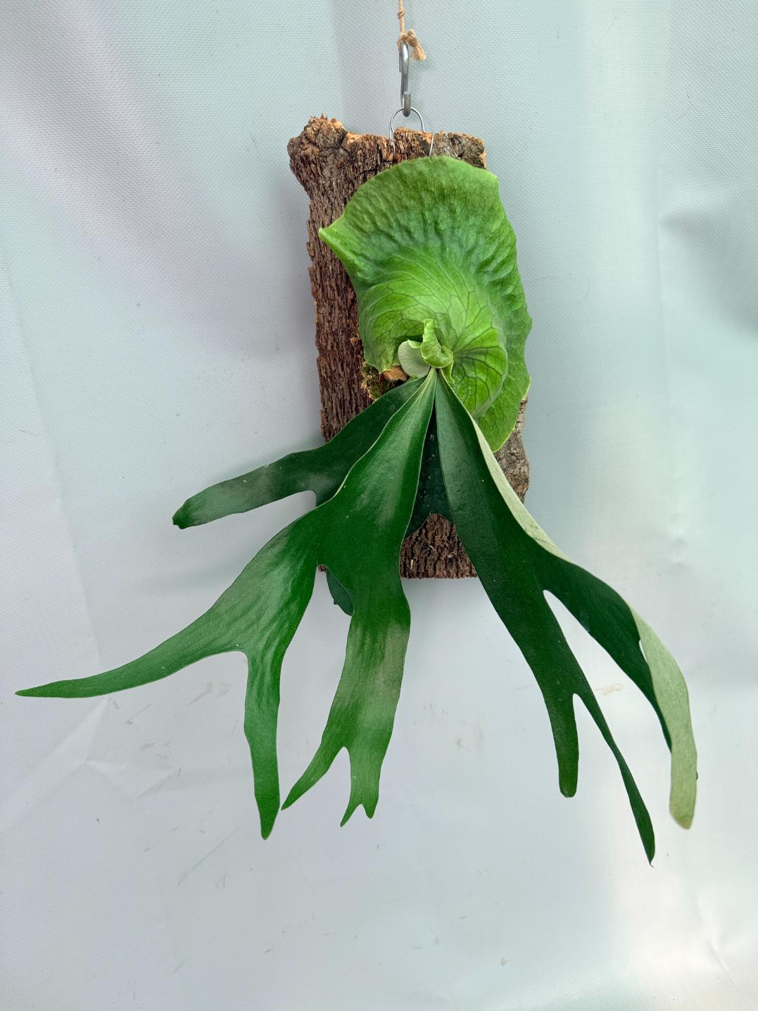 Platycerium 'Horn's Surprise'+ mounted on the board 01