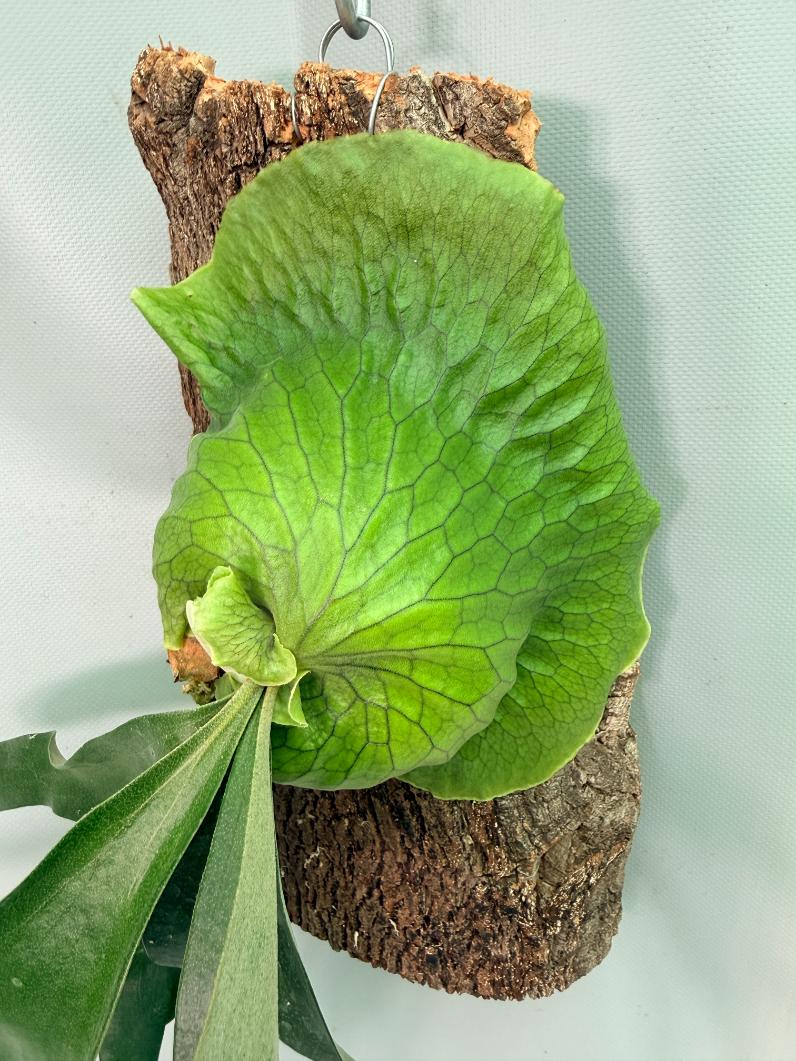 Platycerium 'Horn's Surprise'+ mounted on the board 02