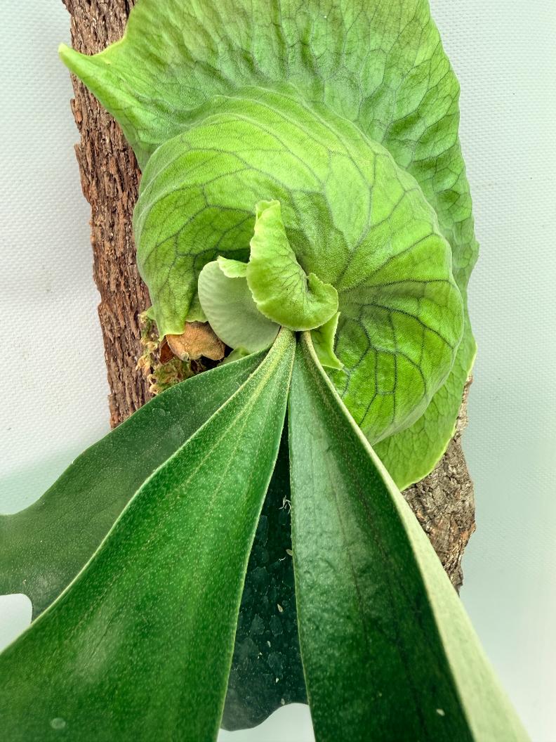 Platycerium 'Horn's Surprise'+ mounted on the board 03