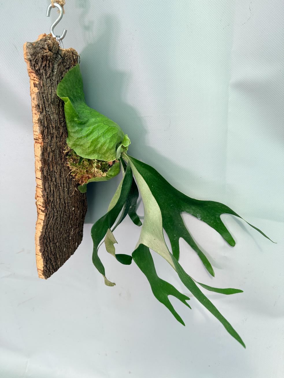 Platycerium 'Horn's Surprise'+ mounted on the board 04