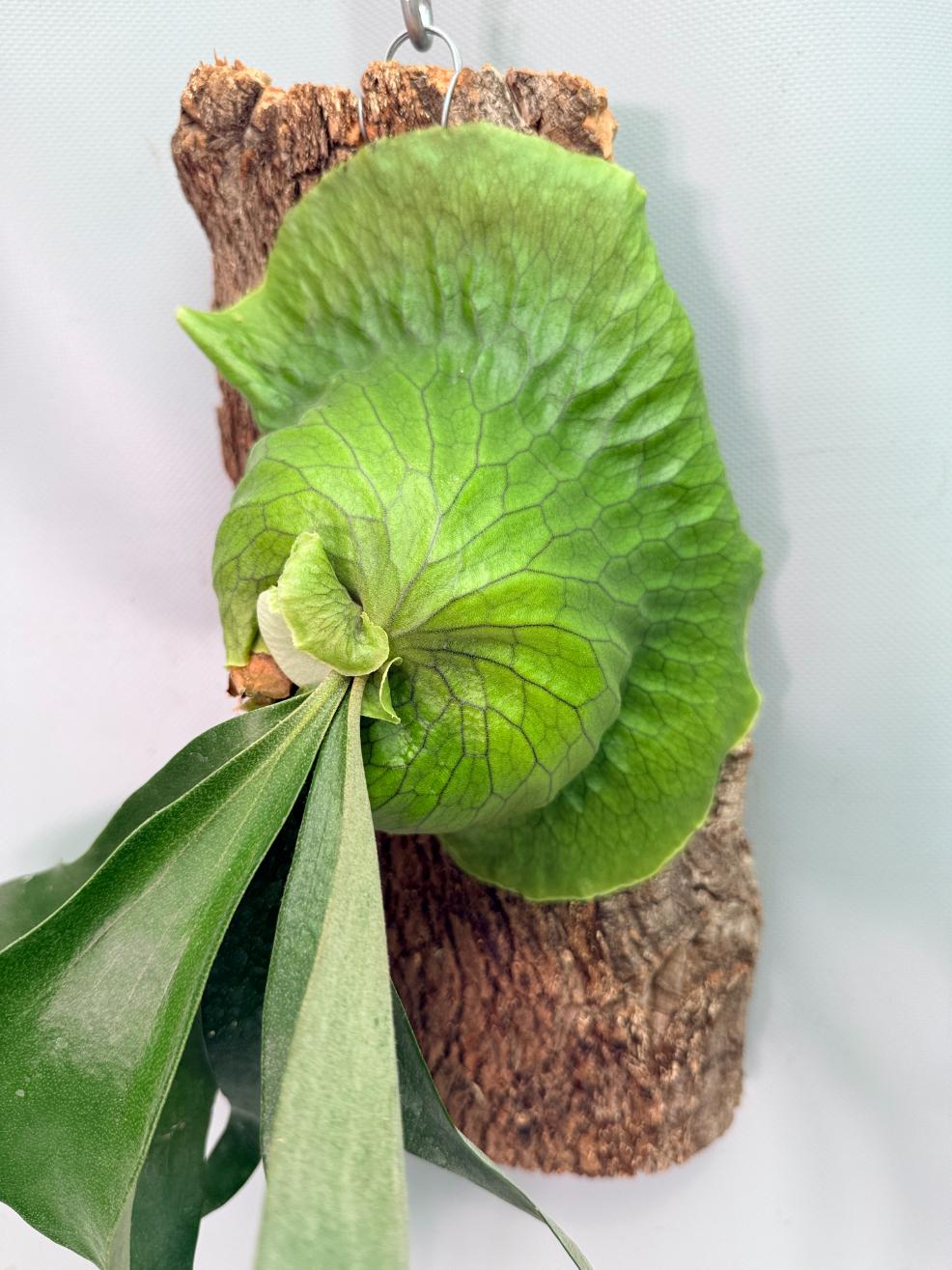 Platycerium 'Horn's Surprise'+ mounted on the board 05