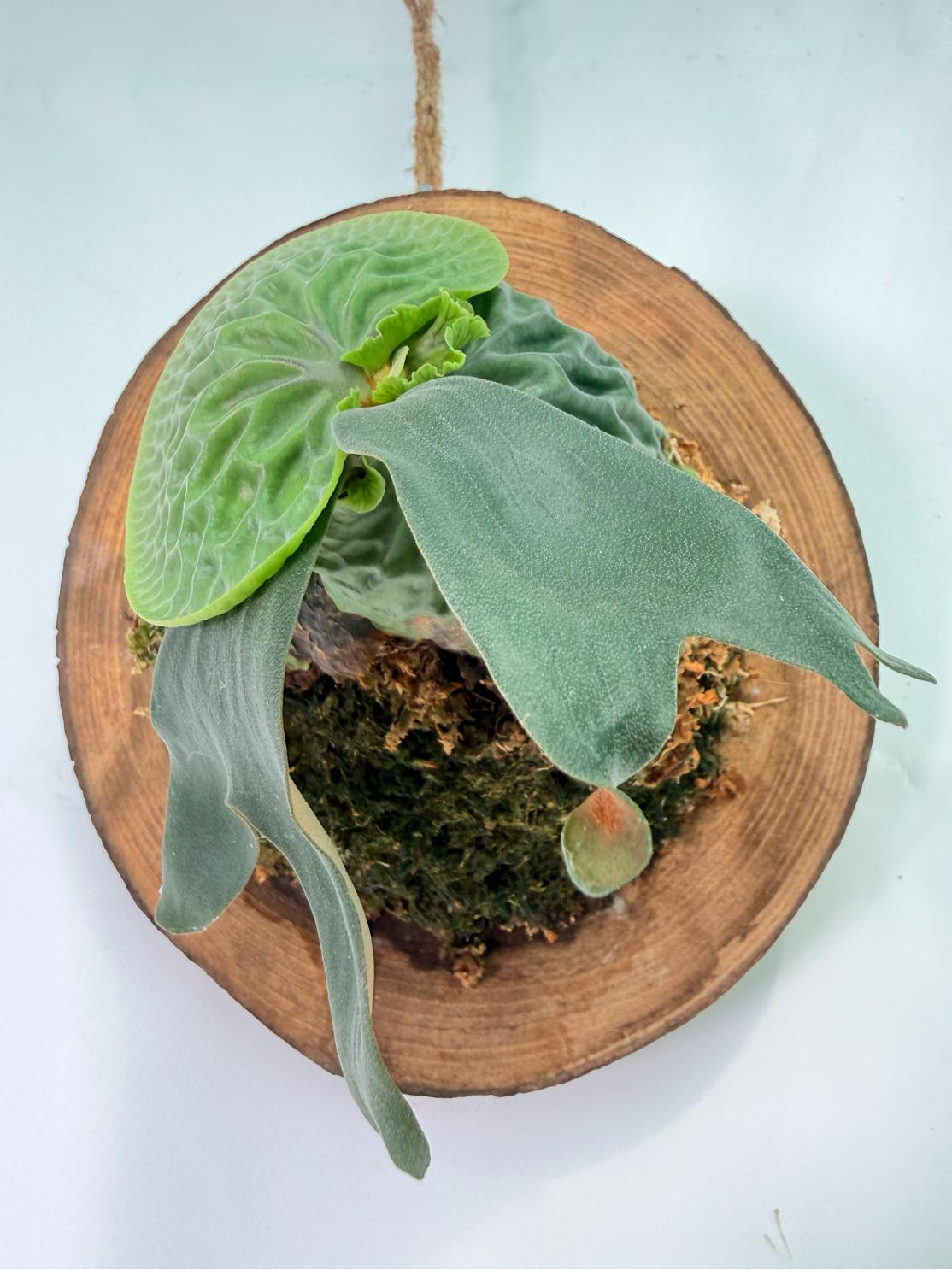 Platycerium Madagascariense + mounted on the board 09