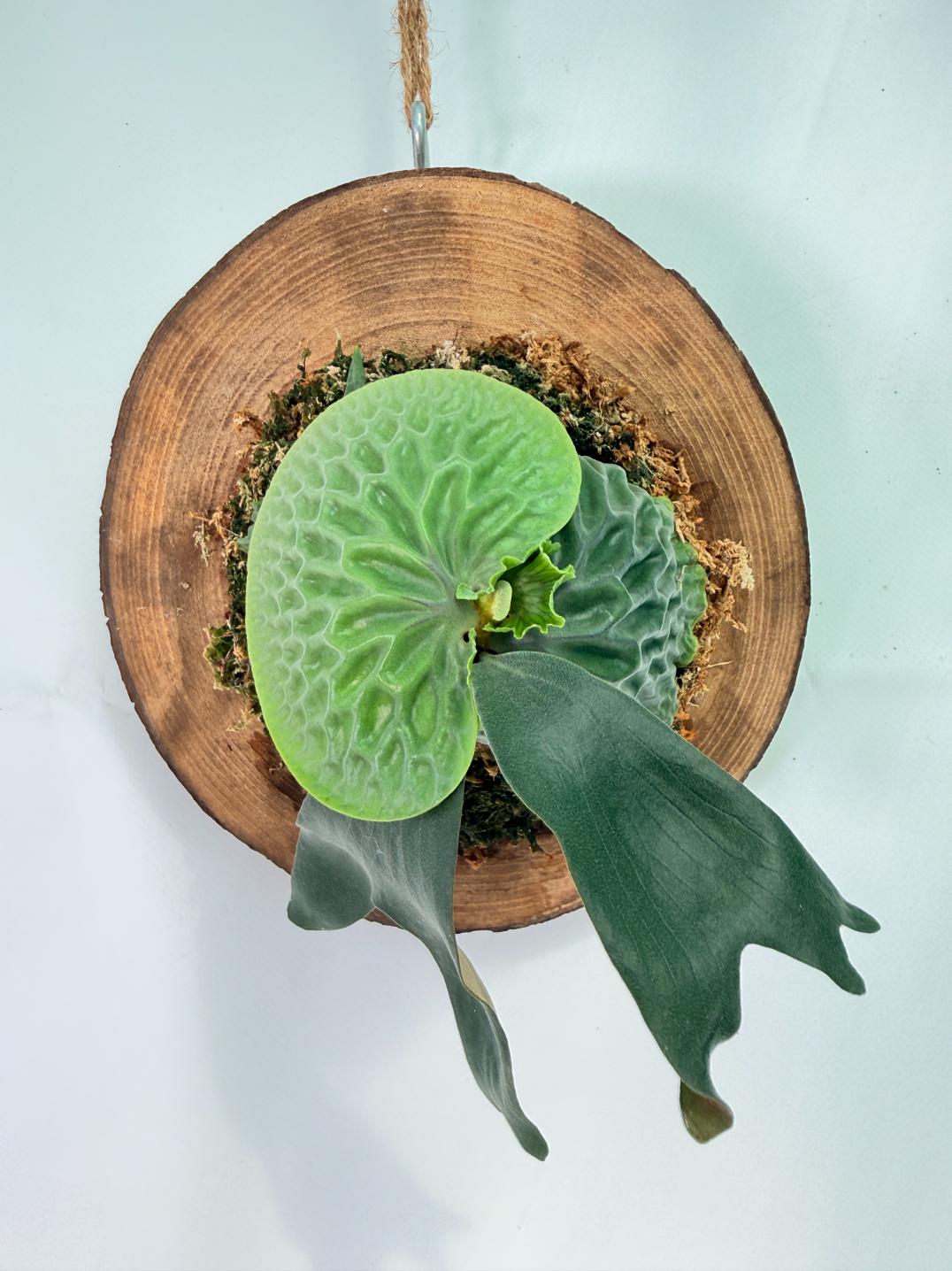 Platycerium Madagascariense + mounted on the board 01