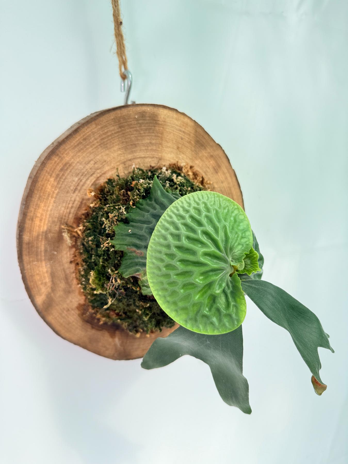 Platycerium Madagascariense + mounted on the board 03