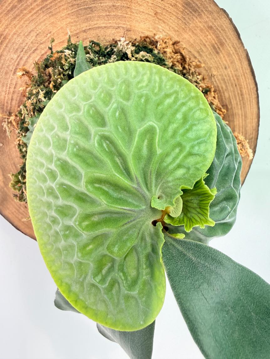 Platycerium Madagascariense + mounted on the board 04