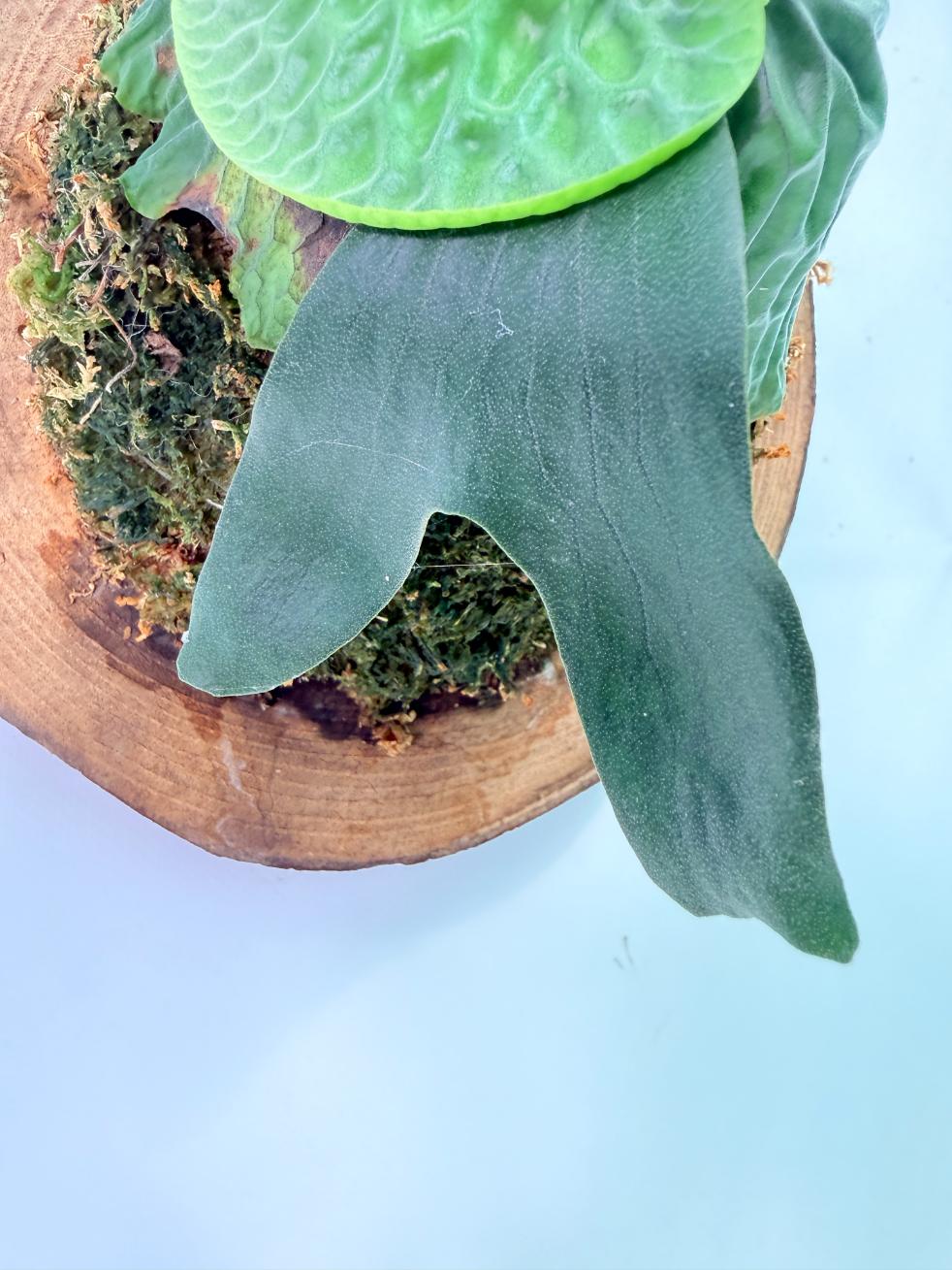 Platycerium Madagascariense + mounted on the board 06
