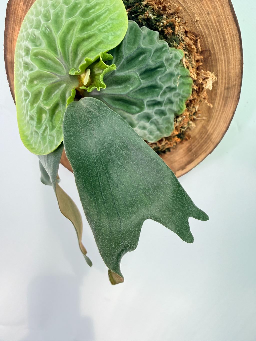 Platycerium Madagascariense + mounted on the board 07
