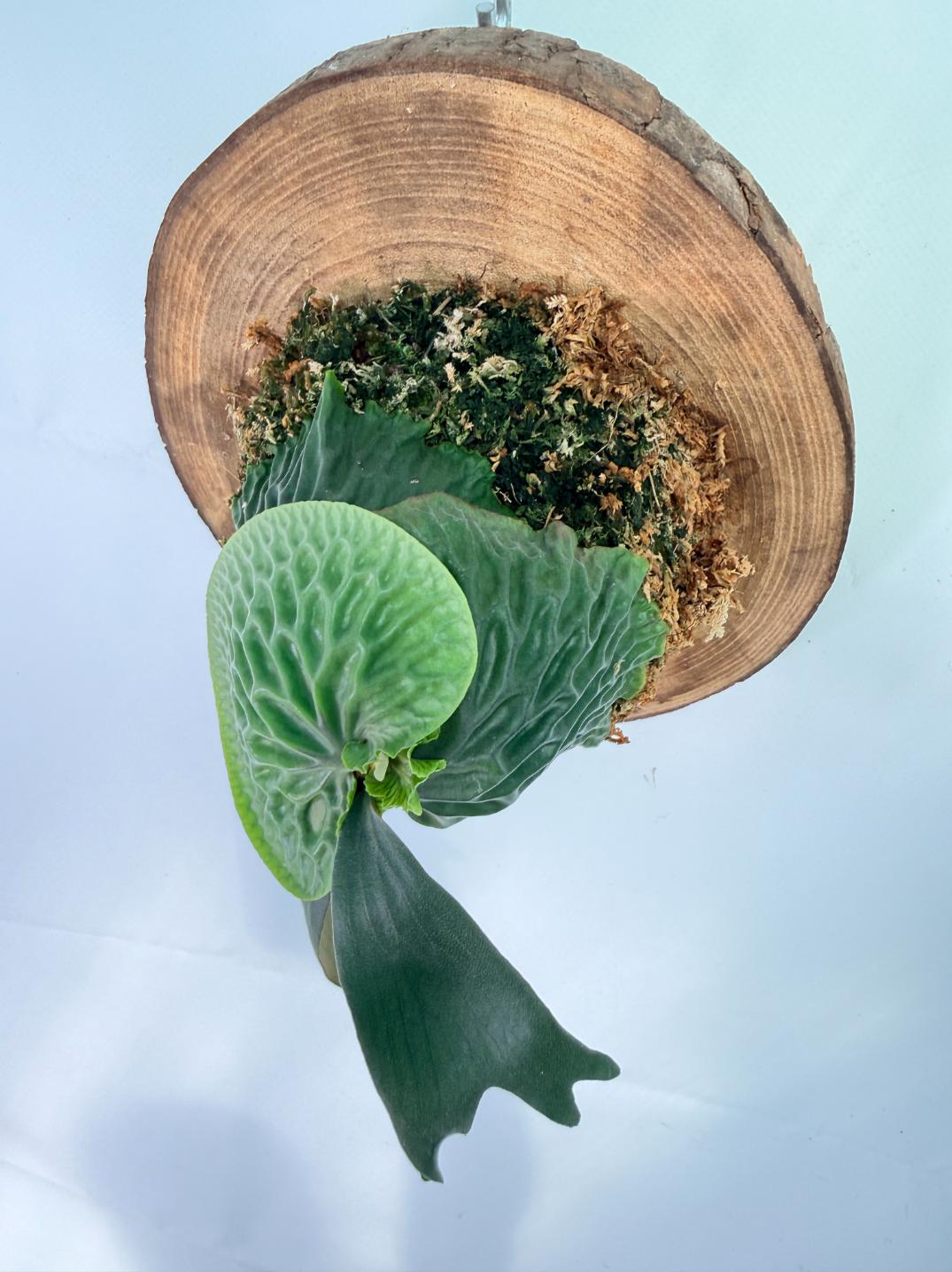 Platycerium Madagascariense + mounted on the board 08